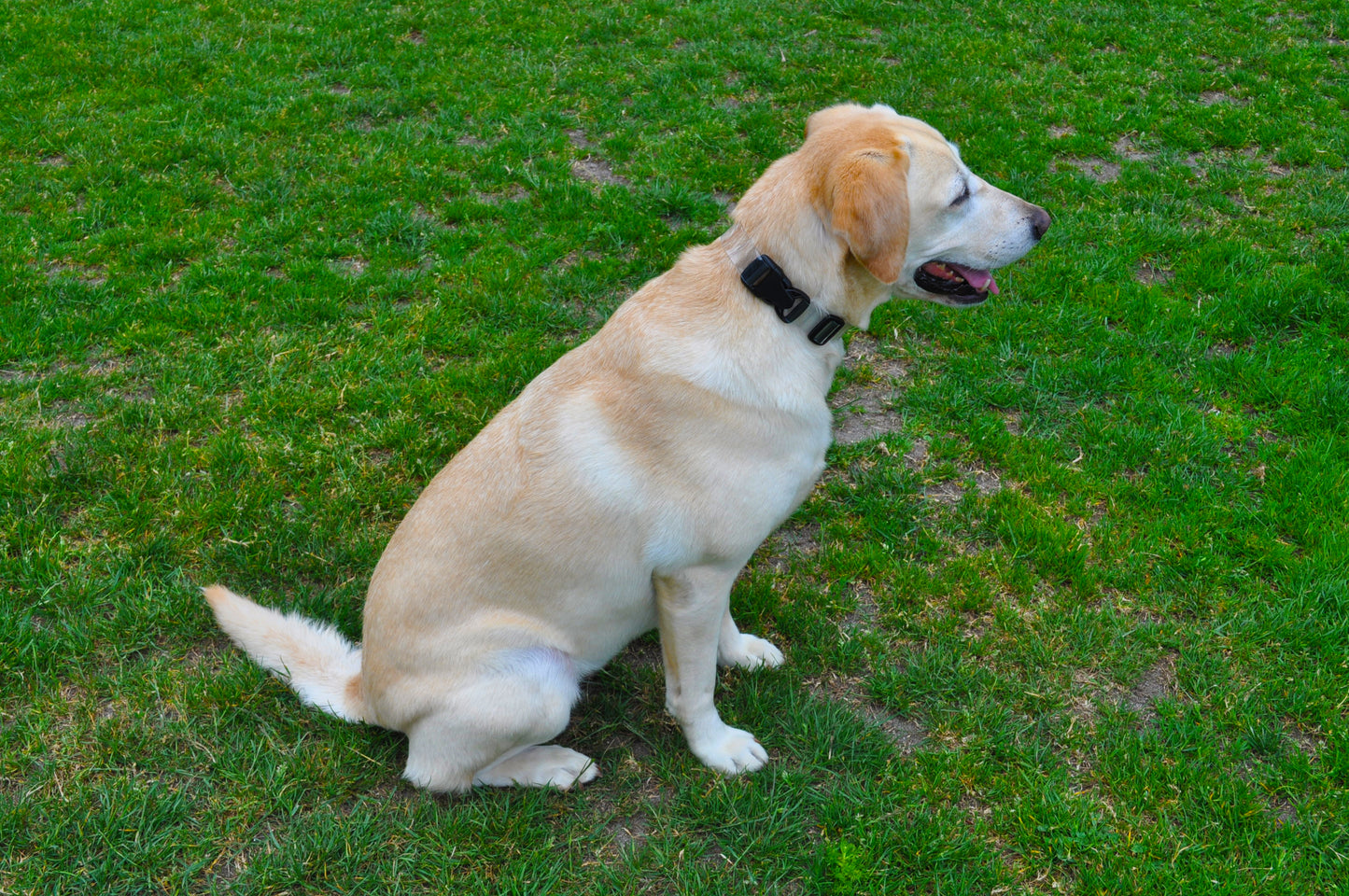 Springer Collar